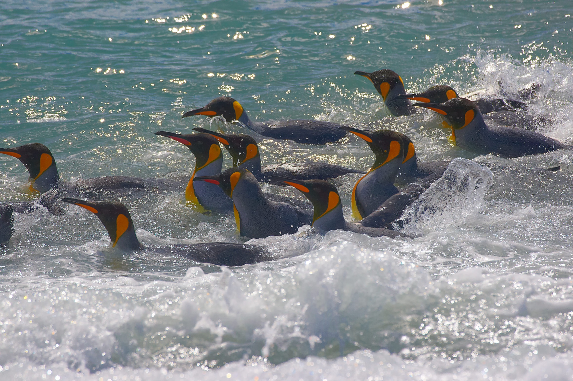 badende Königspinguine